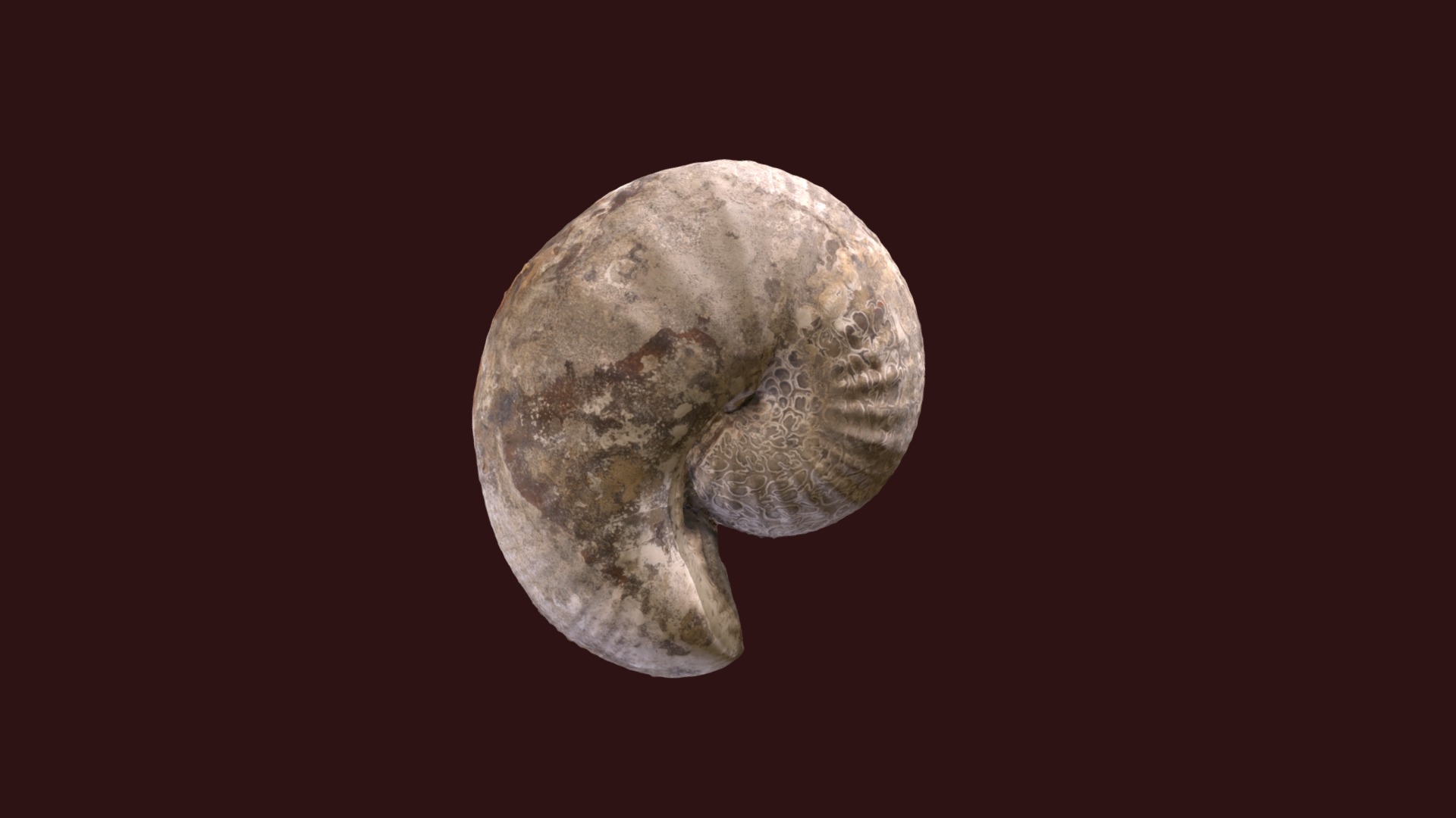 3D model Scaphites depressus D8995 - This is a 3D model of the Scaphites depressus D8995. The 3D model is about a planet in space.