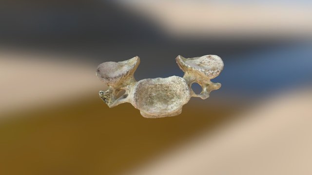 Human Cervical Vertebra (VCU_3D_909) – Kostenloses 3D-Modell STL