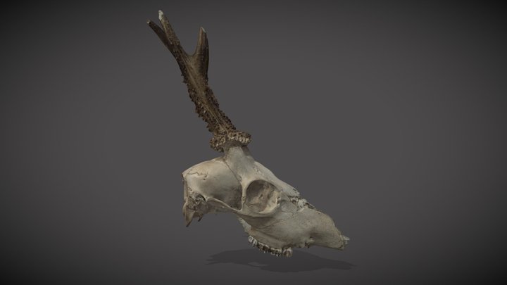 Roe deer skull 3D Model