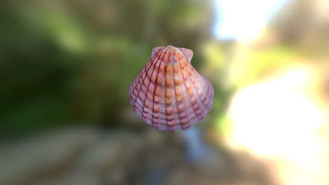 Orange Seashell 3D Model