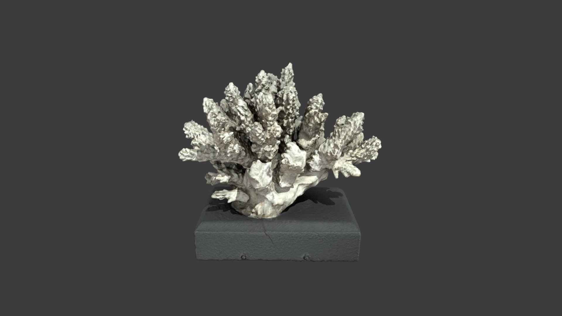 Madrepora valida