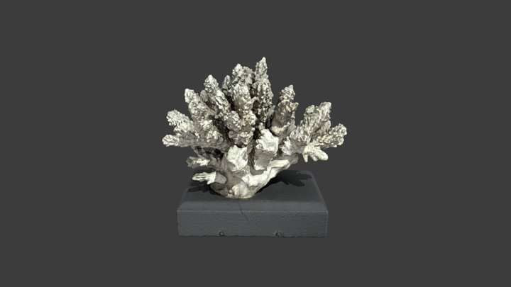Madrepora valida – Modello 3D gratuito STL