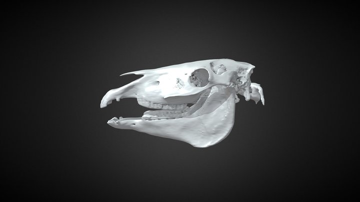 skeletal 3D Model