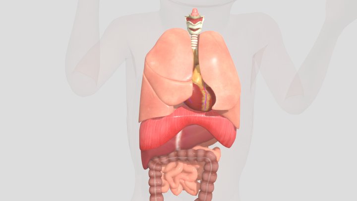FETO- Normal Anatomy 3D Model