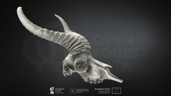 Antidorcas marsupialis (Springbok) – Kostenloses 3D-Modell STL