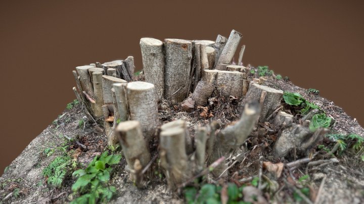 tree trunks test 3D Model