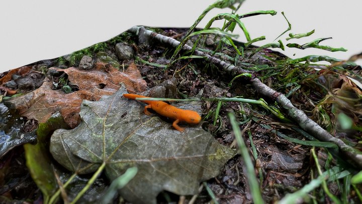 Adirondack Salamander aka red eft