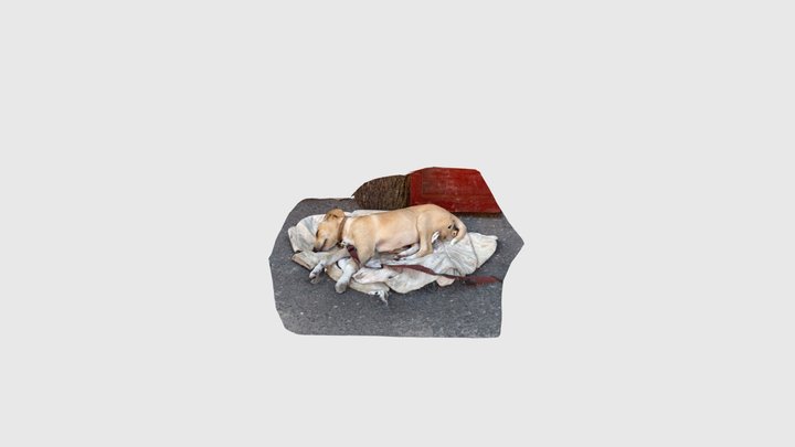 Dog 3D Model