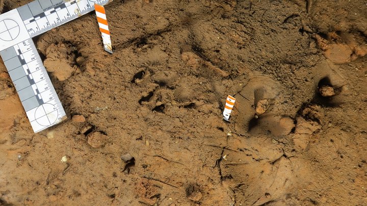 Cat track 3D Model