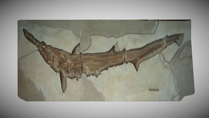 Scapanorhynchus lewisii Fossil – Kostenloses 3D-Modell STL