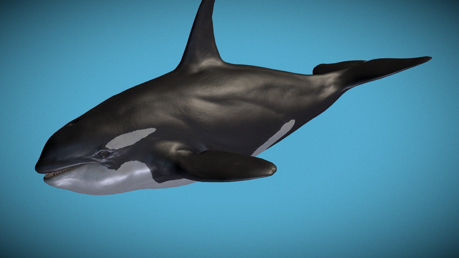 Killer Whale Swim Animation - 3D model by monstermod [1be4375] - Sketchfab