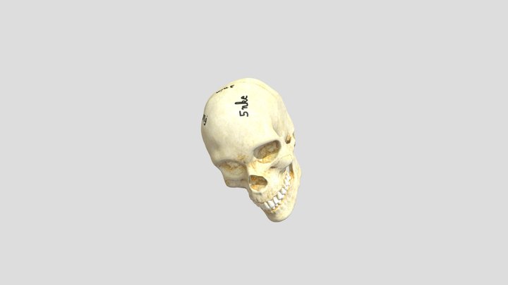 Cranescape 3D Model