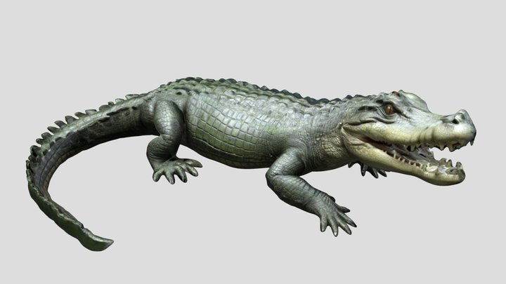 Crocodile - animal – Modèle 3D gratuit STL