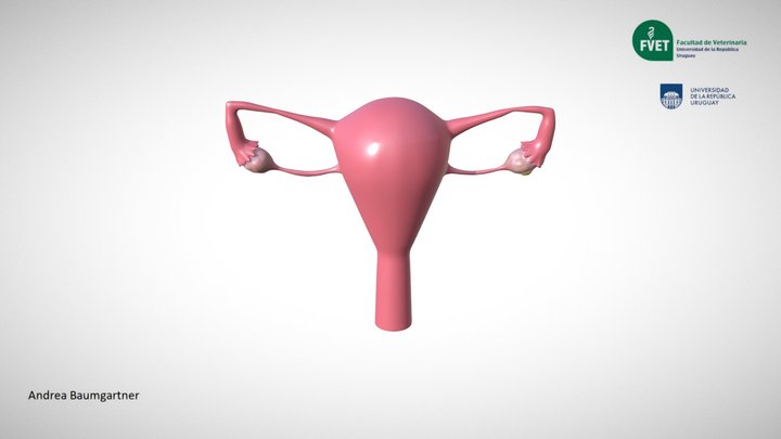 Uterus with corpus luteum 3D Model