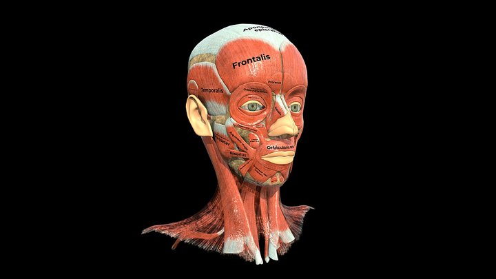 Anatomy of the Muscles of the Face (+labels) 3D Model