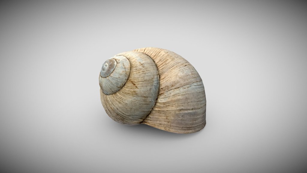 Snail Shell (Photogrammetry)
