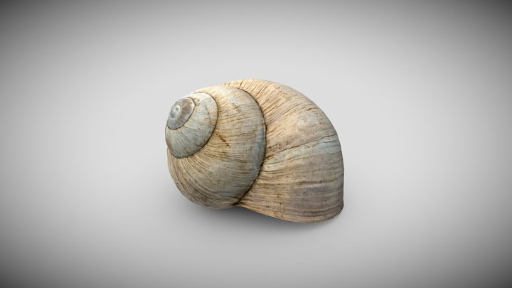Snail Shell (Photogrammetry) 3D Model