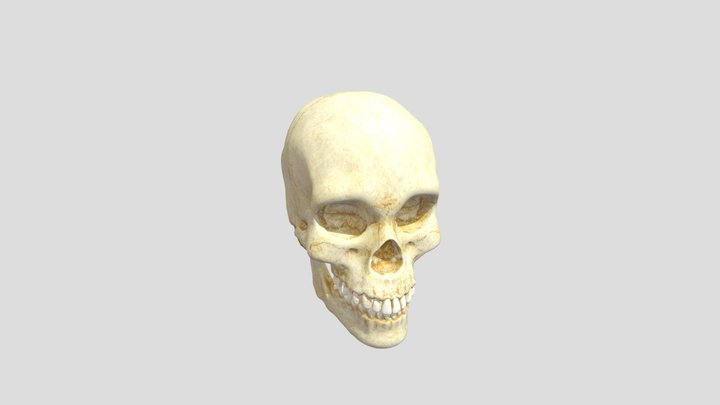 El Cráneo 3D Model