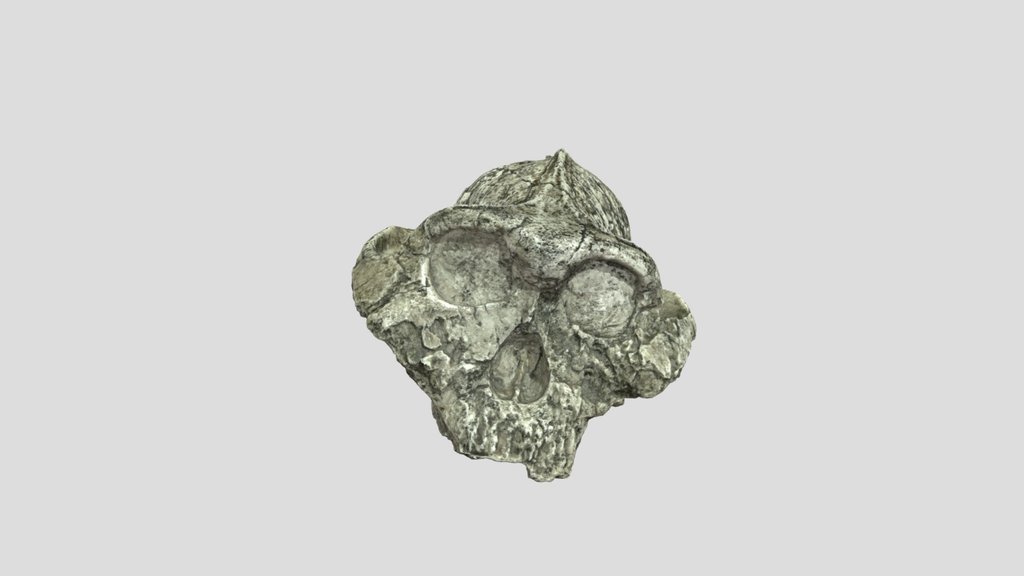KMN-ER 406 - Skull