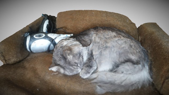 sleepy thomas cat 3D Model