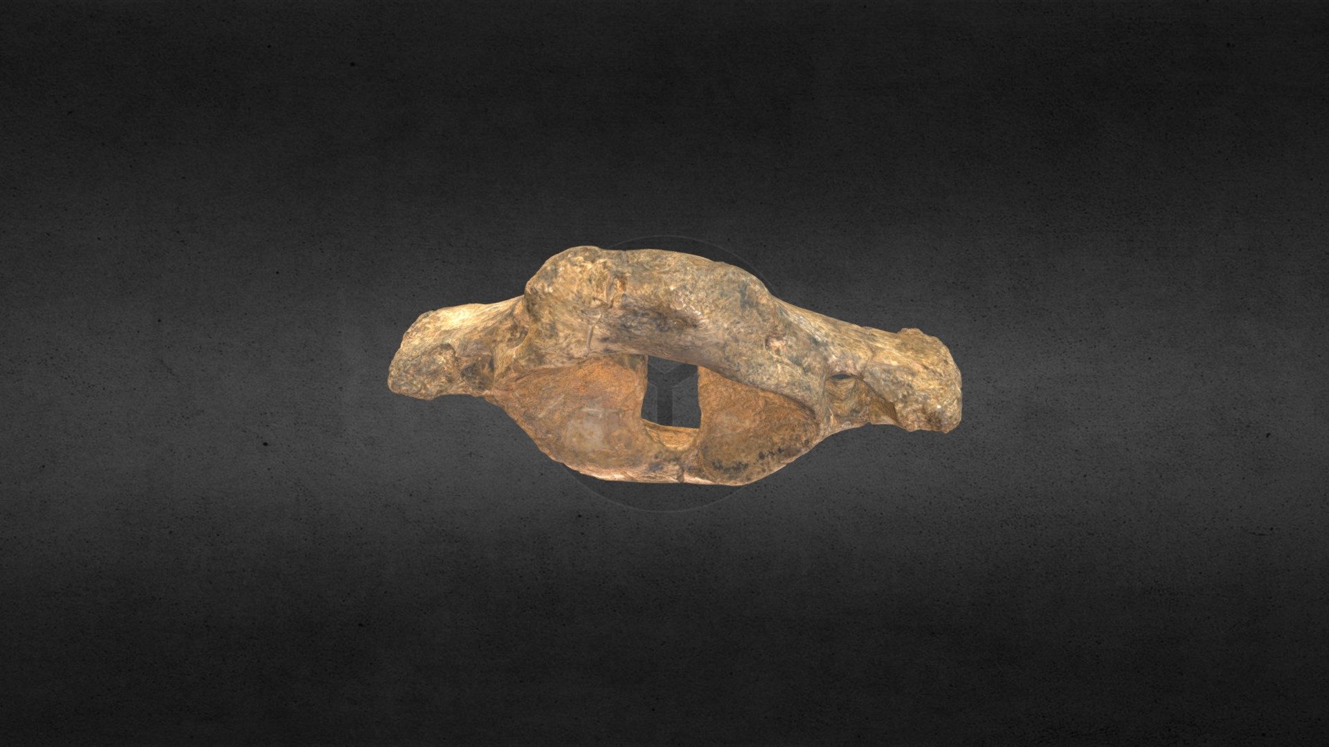 Mammuthus columbi (mammoth) Atlas MSL 967