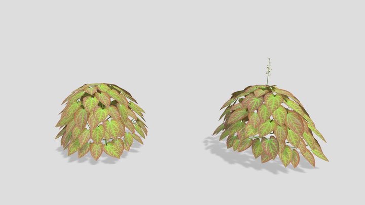 Epimedium x perralchicum – Barrenwort 3D Model