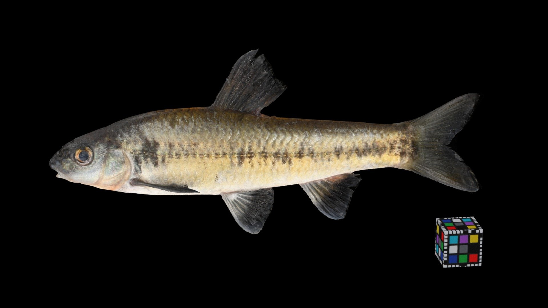 カワヒガイ ♂ Sarcocheilichthys variegatus variegatus Download Free 3D