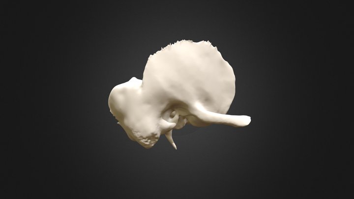 Temporal bone 3D Model