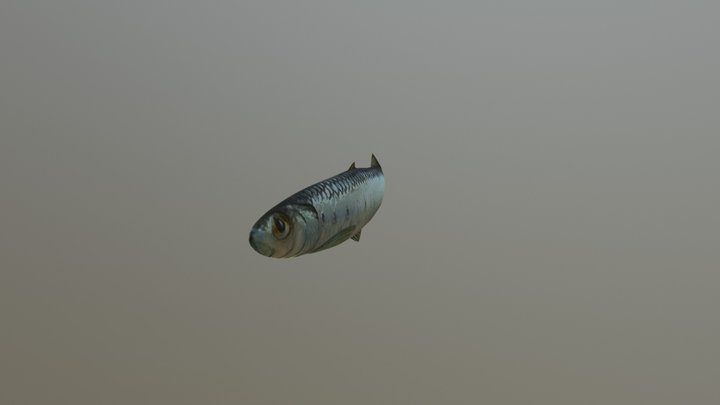 Sardine Swim 3D Model