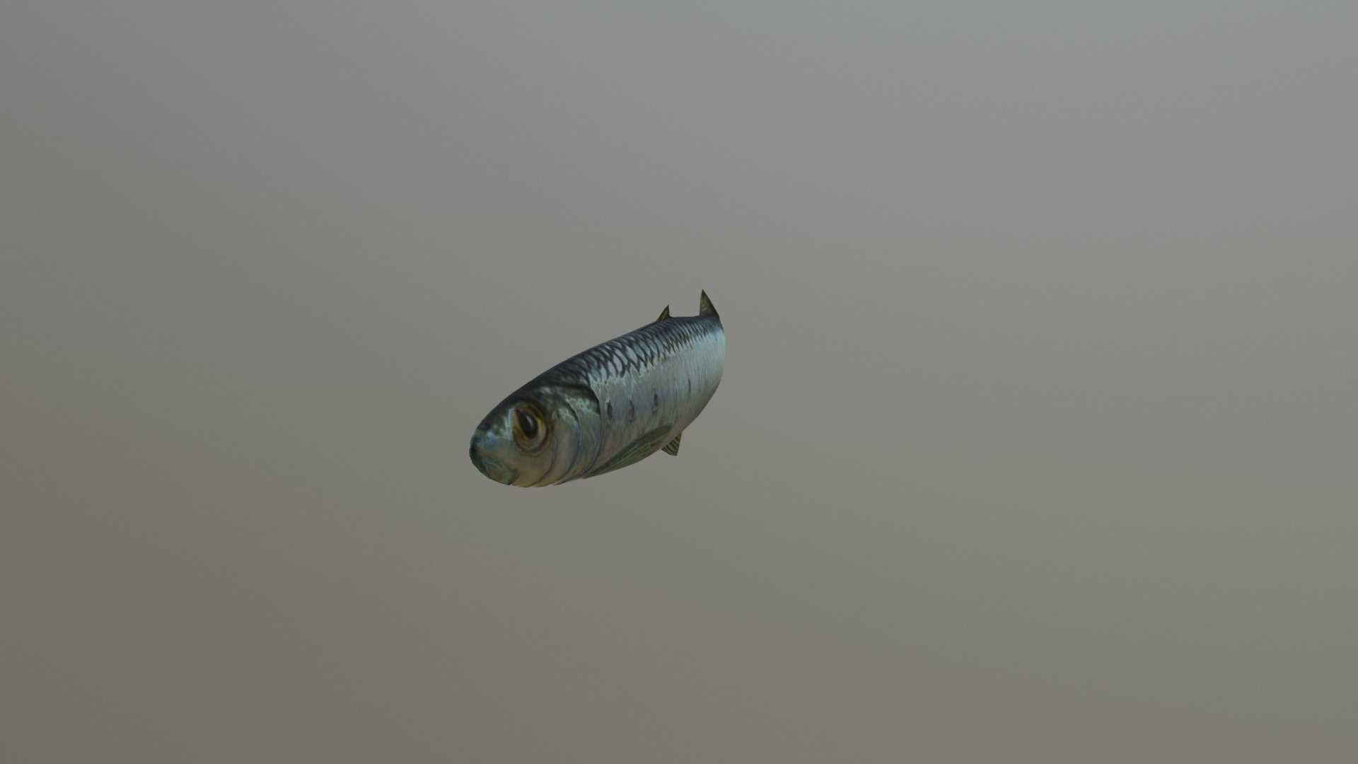 Sardine Swim