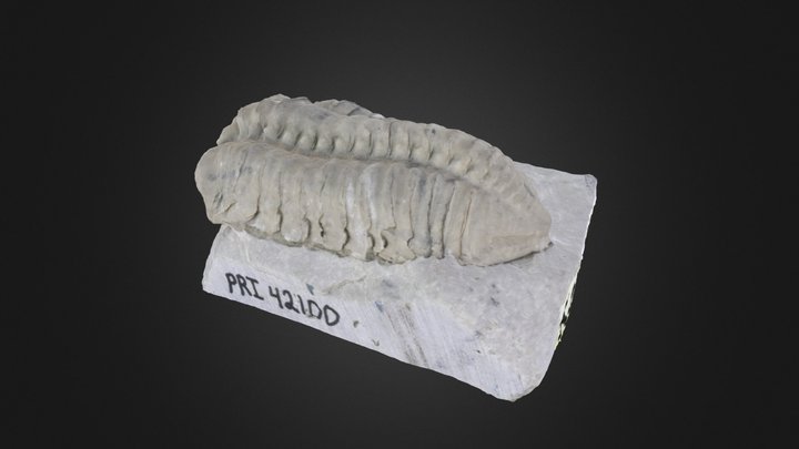 Trilobite: Calymene celebra (PRI 42100) – Gratis 3D-model STL
