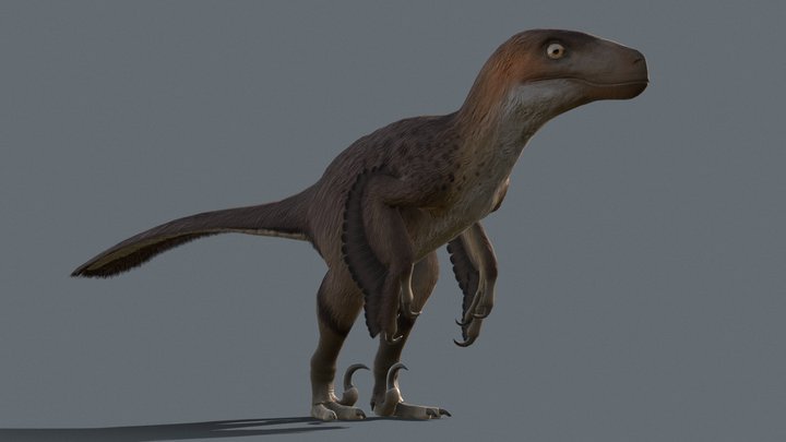 Utahraptor - low poly animated model 3D Model