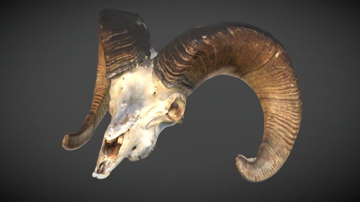 Big horn sheep-ram 3D Model