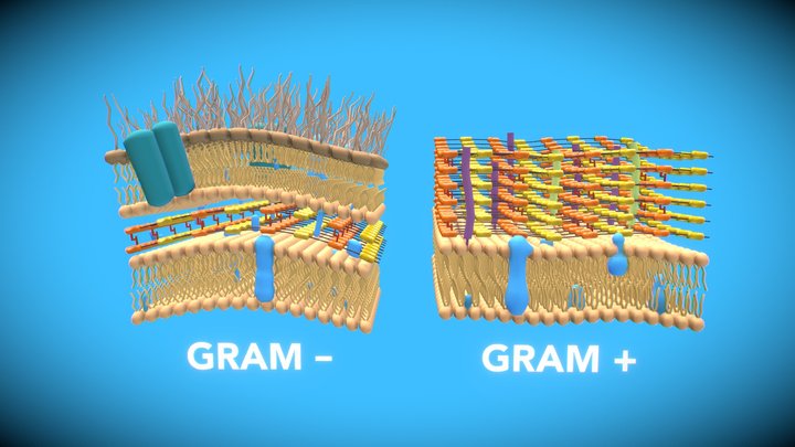 Membrana de bactérias Gram-  e Gram+ 3D Model