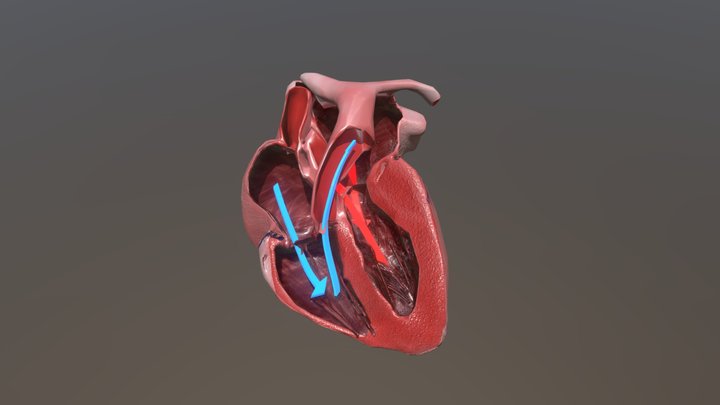 Heartv11 3D Model