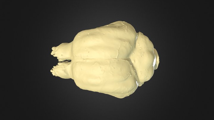Two-toed Sloth Endocranial Dorsal Landmarks 3D Model