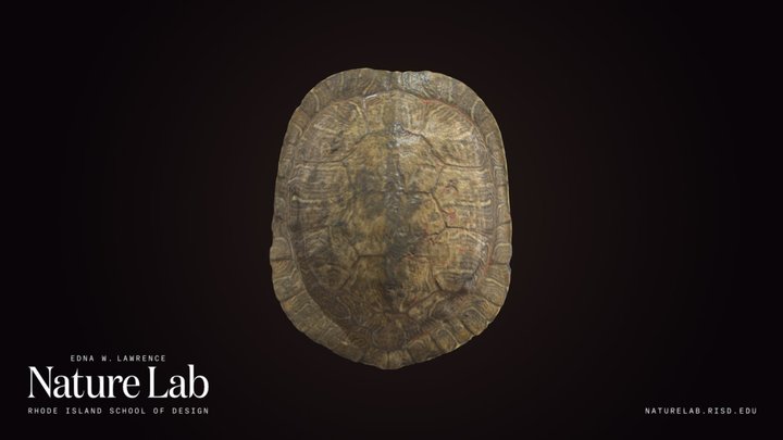 Pond Slider Shell