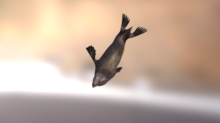 Sea Lion 3D Model