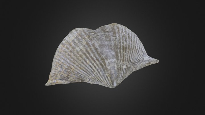 Brachiopod: Spinocyrtia iowensis (PRI 70766) – Gratis 3D-model STL