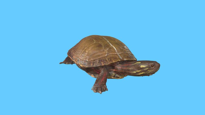 Midland Painted Turtle 3D Model