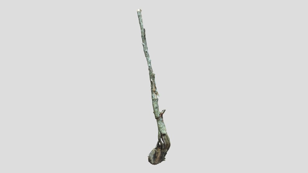 Small Half Dead Tree