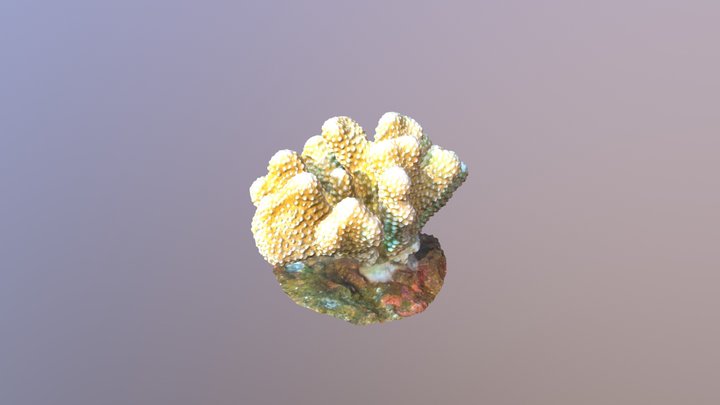 Pocillopora Meandrina 3D Model