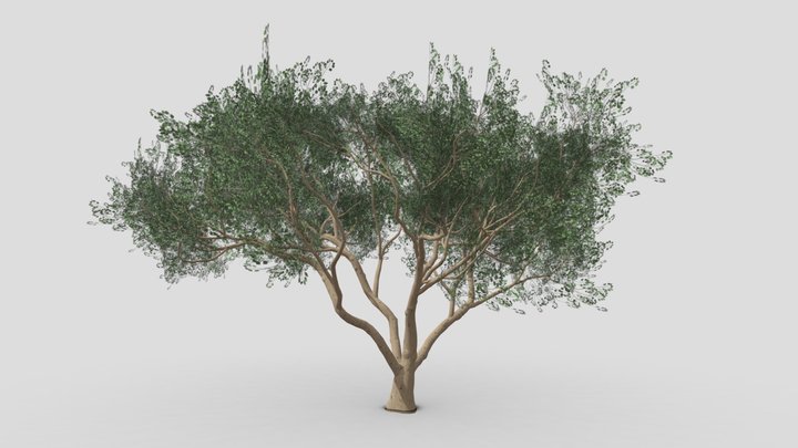 Ficus Benjamina Tree-S07 3D Model