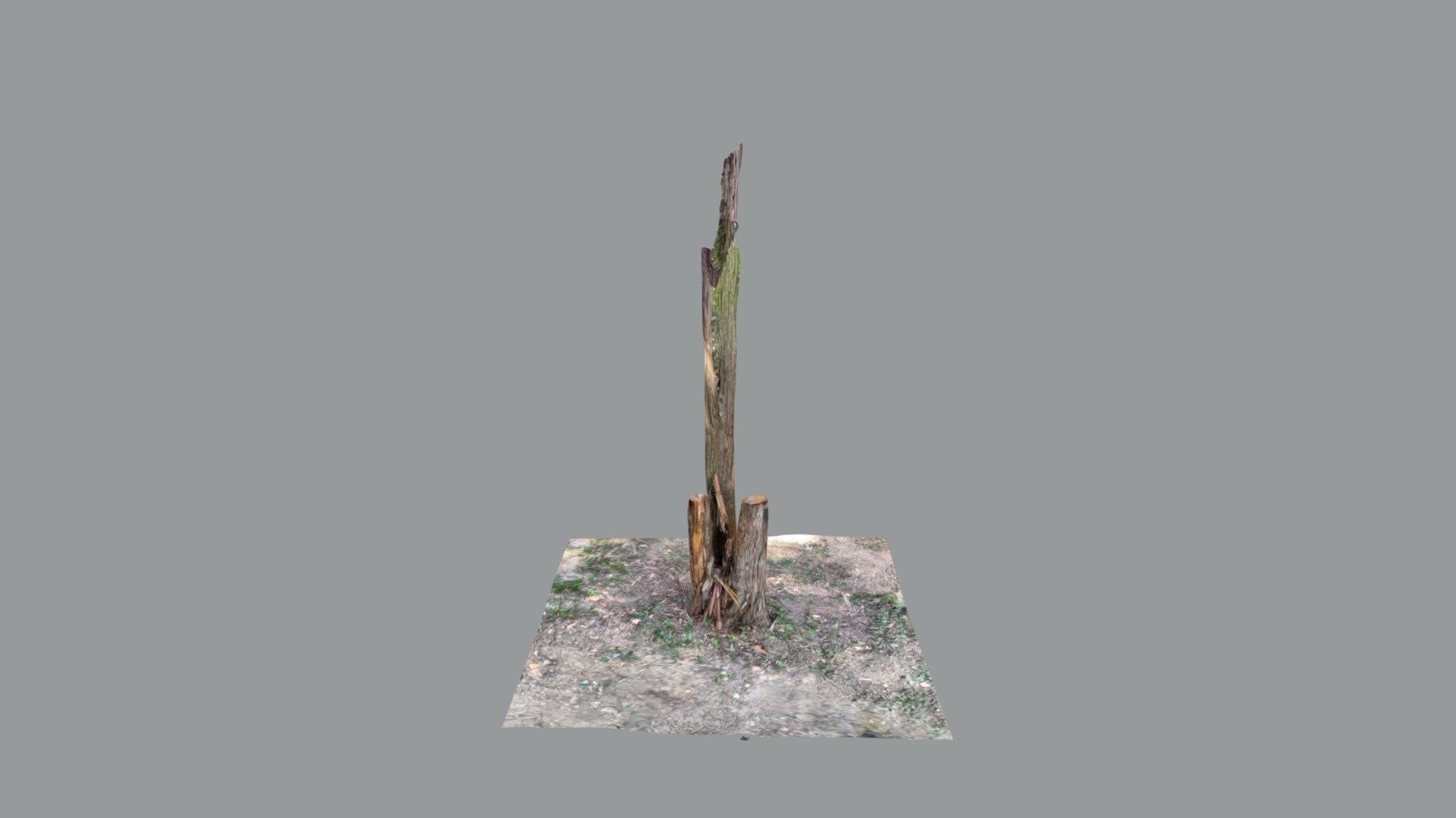 Tree stump 2