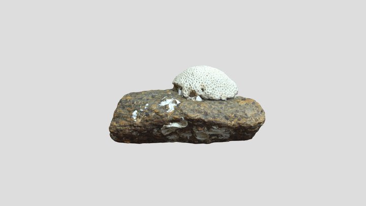 Coral2020 3D Model