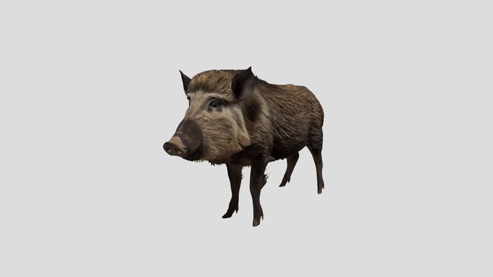 Bristled Wild Boar 🐗 3D Model Free – Modèle 3D gratuit STL
