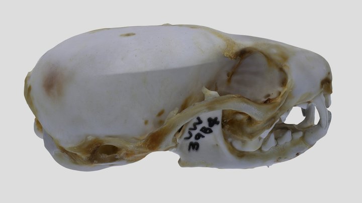 UWYMV:Mamm:3984, Mustela frenata, Skull – Kostenloses 3D-Modell STL