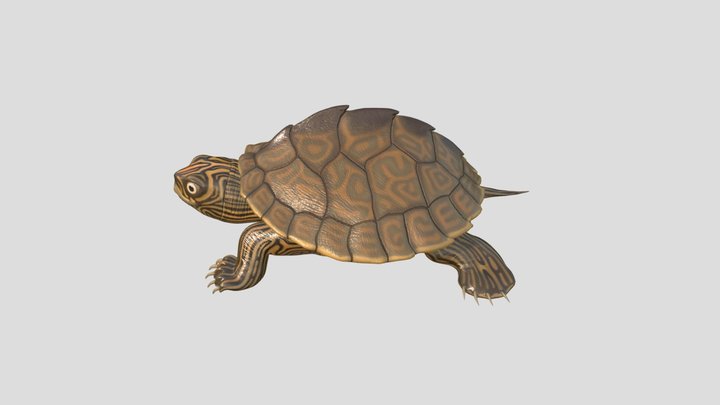 Map Turtle 3D Model