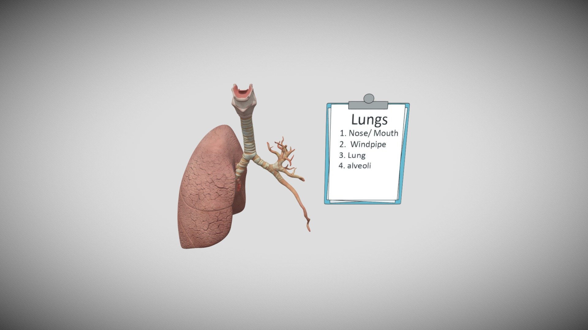 Lungs - Download Free 3D model by isparklekidz [1c2ed62] - Sketchfab