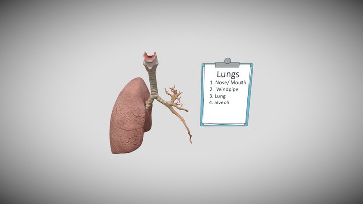 Lungs 3D Model